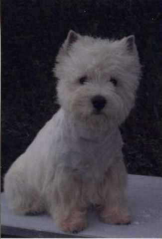 Alan clever boy de Willycott