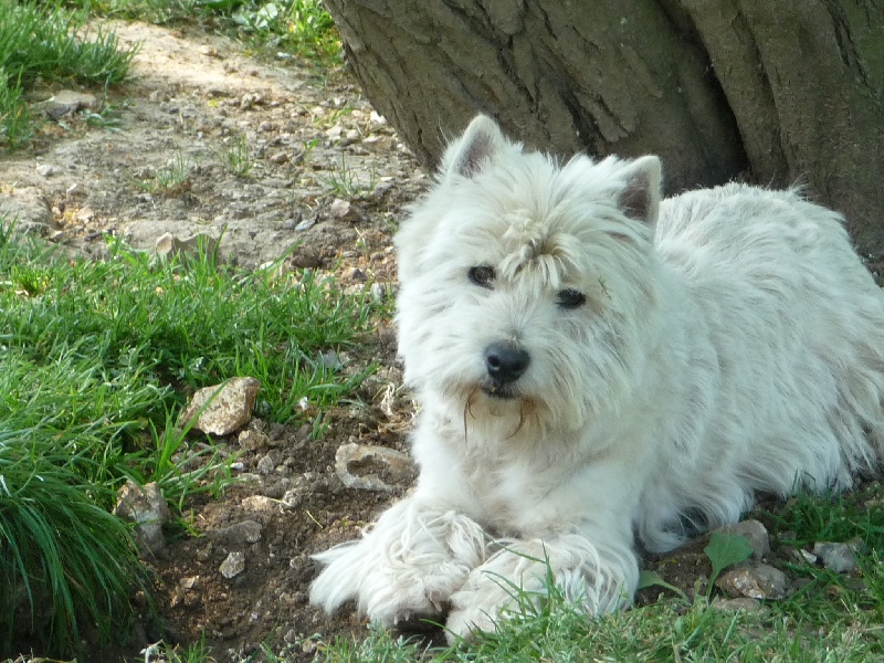 Apophise de Willycott